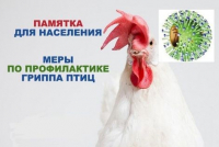 меры по профилактике гриппа птиц